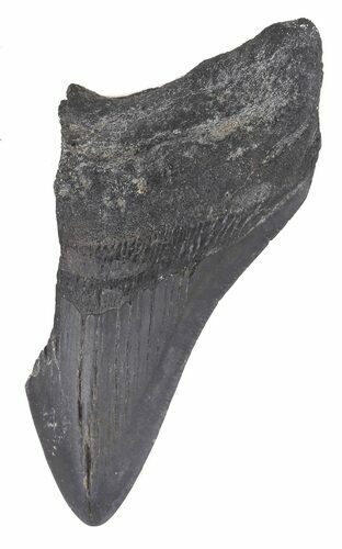 Partial, Megalodon Tooth - Georgia #48935